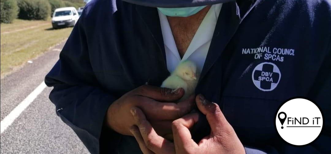 Die NDBV het die besluit geneem om baie van die kuikens 'n genadedood te gee.
