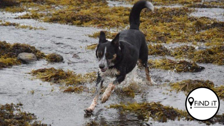 Haar eienaar het haar toe aan die plaaslike DBV oorhandig. Haar nuwe familie het dit egter reggerky om die dowe hond "gebaretaal" te leer.