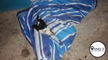 Die polisielede het glo die hond aanhoudend met pepersproei gespuit en hom toe geskiet.