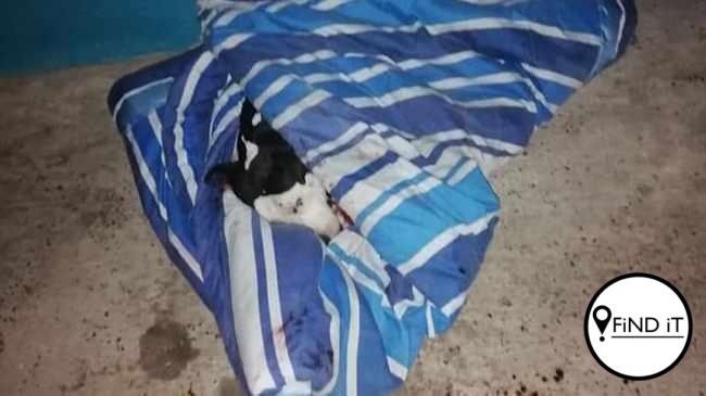Die polisielede het glo die hond aanhoudend met pepersproei gespuit en hom toe geskiet.