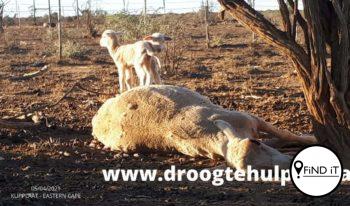 Burre Burger: "Here hoekom?" Droogte in S.A knou boere
