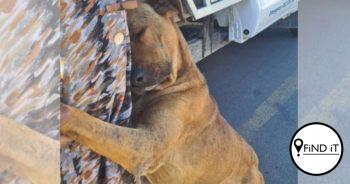Hond wat harte steel kry kos vir ’n jaar