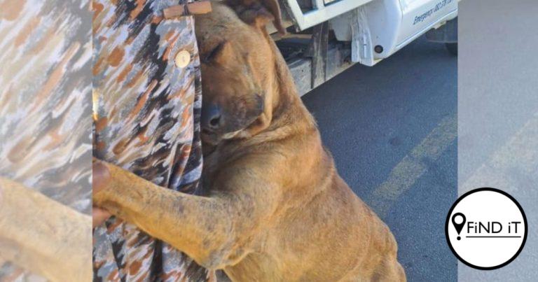 Hond wat harte steel kry kos vir ’n jaar