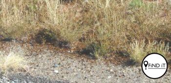 Plaag sprinkane laat motorbestuurder glo beheer verloor