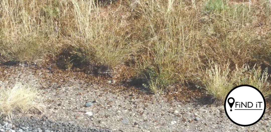 Plaag sprinkane laat motorbestuurder glo beheer verloor