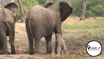 Vermeende stroper deur olifant in wildtuin doodgetrap