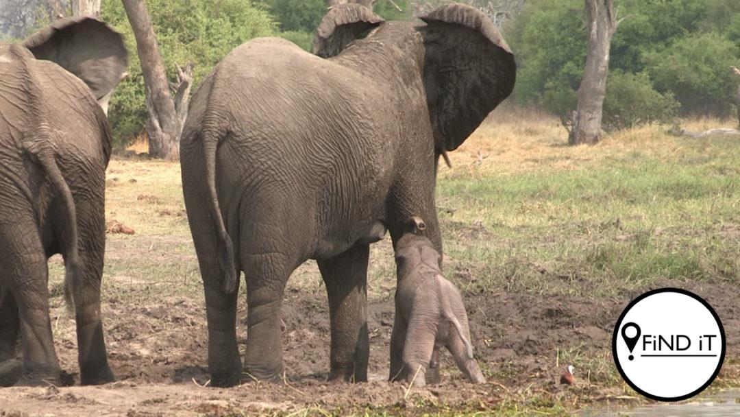 Vermeende stroper deur olifant in wildtuin doodgetrap
