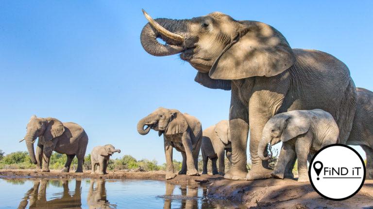 Jagters gaan binnekort 500 olifante kan skiet