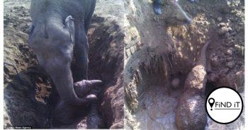 Olifant probeer 11 ure om haar kalf uit modderige put te bevry