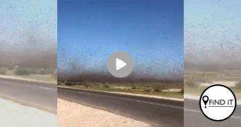 KYK: Swerm sprinkane in die lug van Namibië