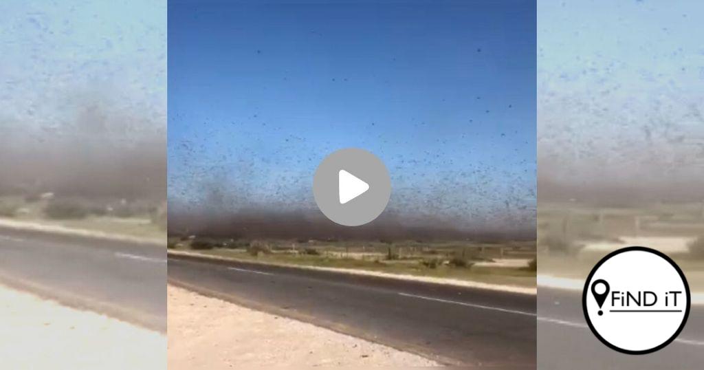 KYK: Swerm sprinkane in die lug van Namibië