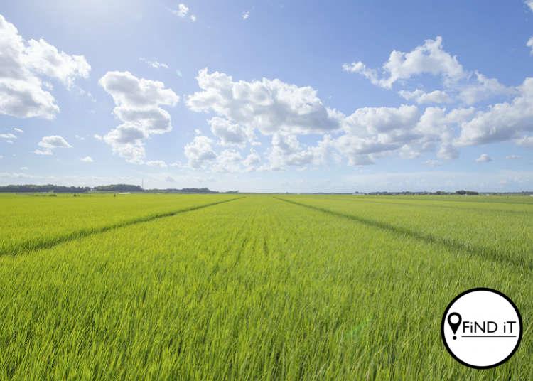 15 jaar tronkstraf na twee boer en sy vrou vasbind en goedere steel