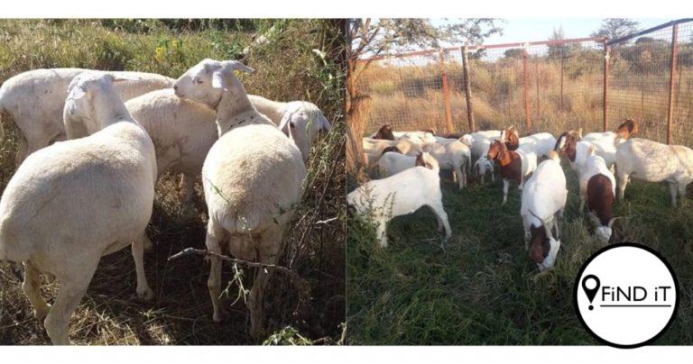 Twee in hegtenis na boer se vee gesteel word
