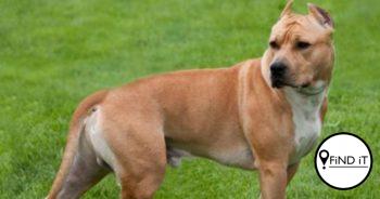 Drie honde storm seuntjie in straat