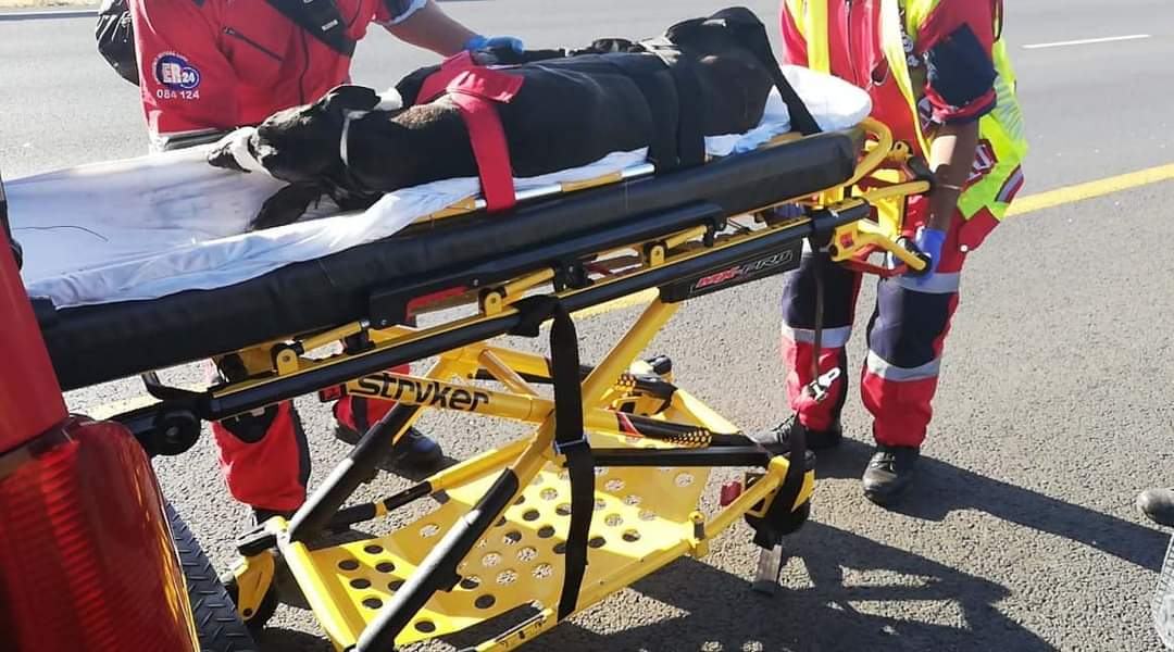 Hond dood ná ongeluk op N14 in Centurion (Foto: ER24, Facebook)
