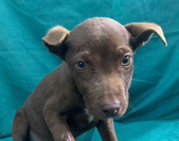 Eienaar aangekla ná hy glo hond se pootvel met kookwater afbrand (Foto: Bloemfontein SPCA, Facebook)