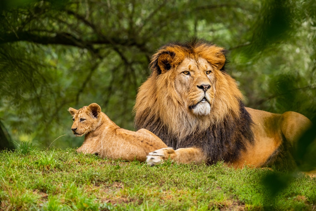 Felidae praat oor nuwe wetgewing oor leeus (Foto: Unsplash)