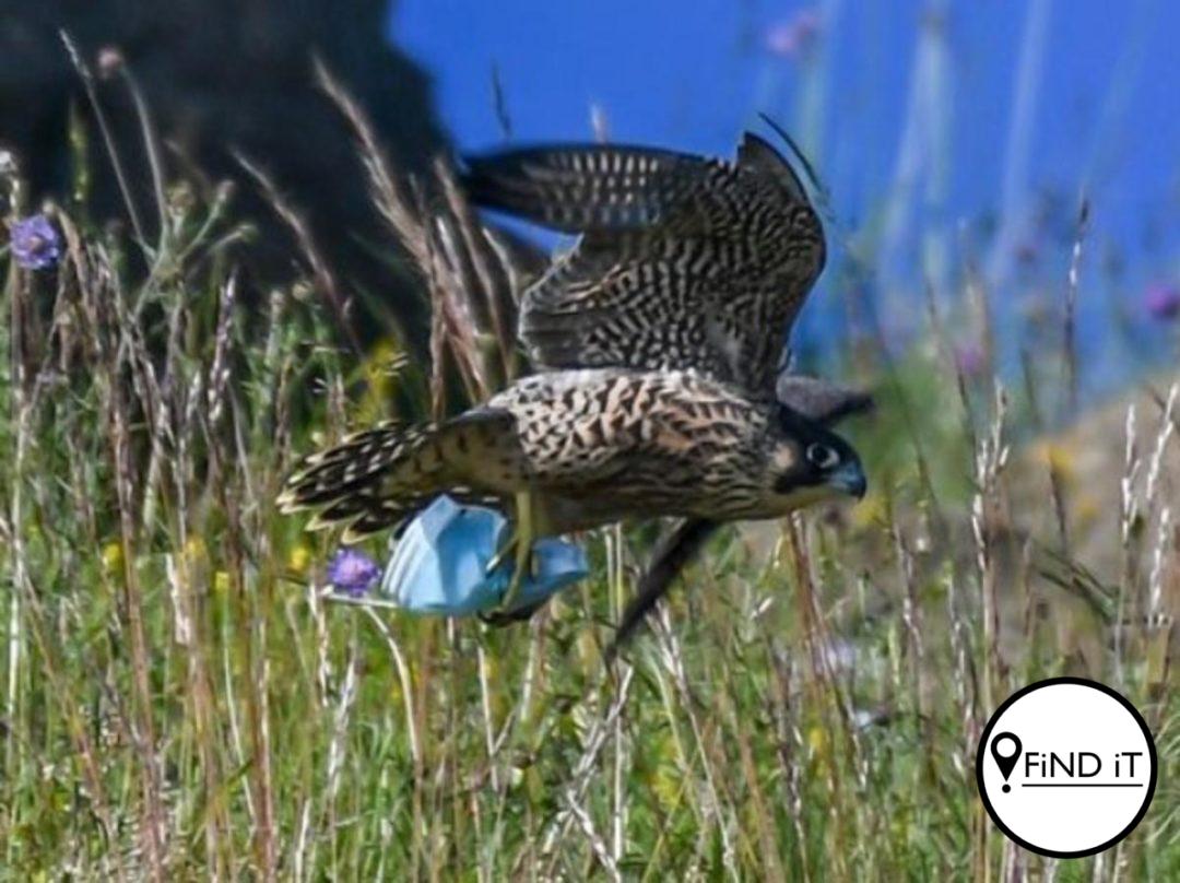 Daar is reeds talle gevalle van diere vasgevang in die bandjies van 'n masker, opgemerk.