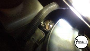 'n Kat wat hier wegkruip kan ernstig gebrand, beseer of doodgemaak word wanneer die motor aangeskakel word.
