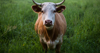 Beefing up Human Resources in the agri sector