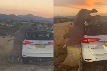 FOTO'S: Koedoe breek nek toe horings aan Fortuner haak (Foto's: Verskaf)