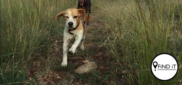 Luke, 'n wit Beagle, het hier verlore geraak. Sy familie bied 'n R10 000 se beloning aan vir enige iemand wat kan help om vir Luke te vind