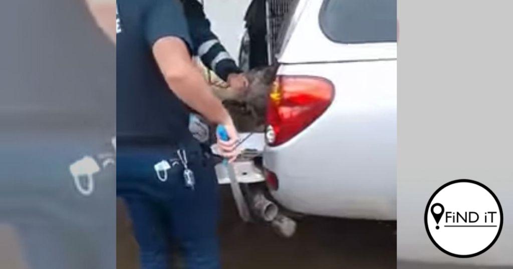 Video wat wys hoe ‘SPCA’ gans met voorwerp doodmaak, laat mense woedend