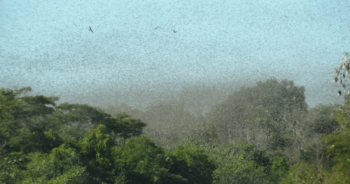 Parts of South Africa hit by locust swarms