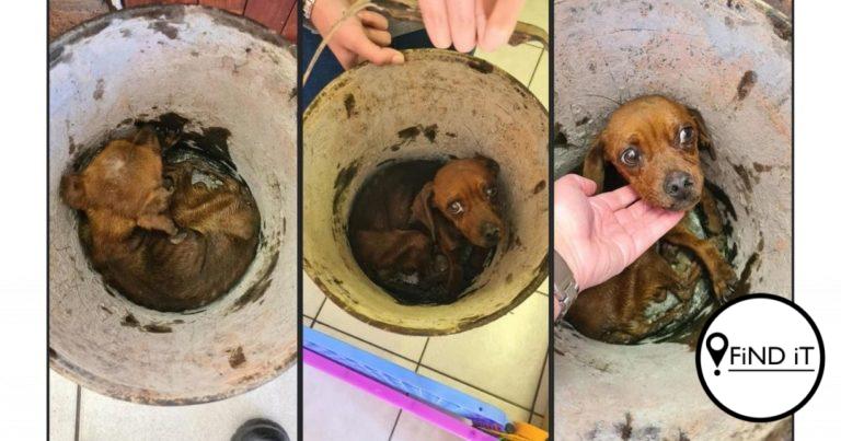 Hond vol motorolie in emmer by DBV afgelaai omdat man 'hom nie meer wil hê nie'
