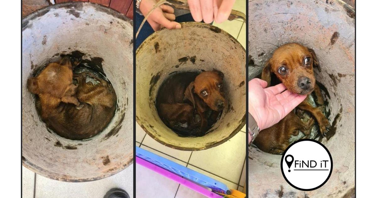 Hond vol motorolie in emmer by DBV afgelaai omdat man 'hom nie meer wil hê nie'