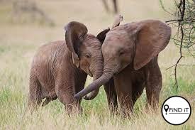 Hoekom jy nie op 'n olifant se rug moet klim nie