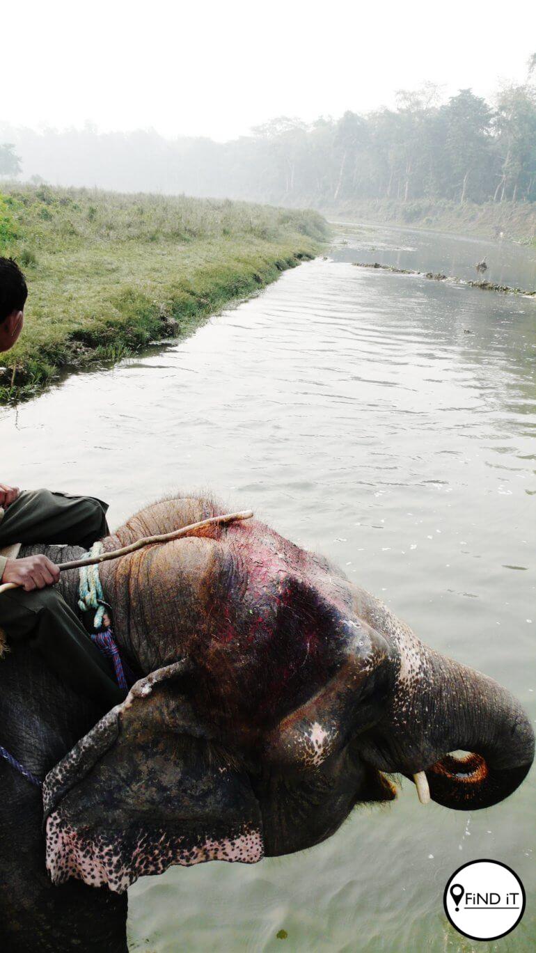 Toeriste wat op 'n olifant se rug ry sien gewoonlik nie die merke nie, want dit word met verf of lappe bedek.