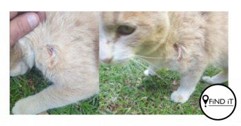 Kat in Hillcrest met windbuks geskiet