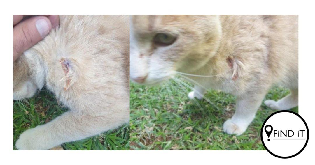 Kat in Hillcrest met windbuks geskiet