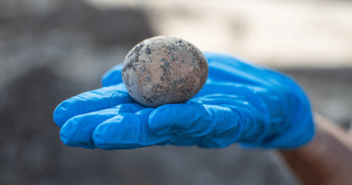 Intact 1,000-year-old chicken egg found in cesspit