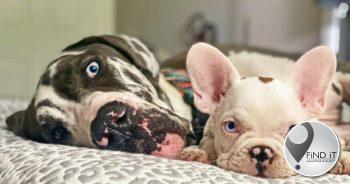 These adorable snapshots show a Great Dane a puppy French bulldog who have matching different coloured eyes.
