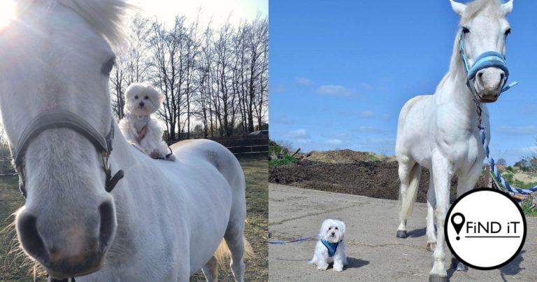 This horse and dog duo have struck up an unlikely friendship - adorable pooch rides on his horse best pal.