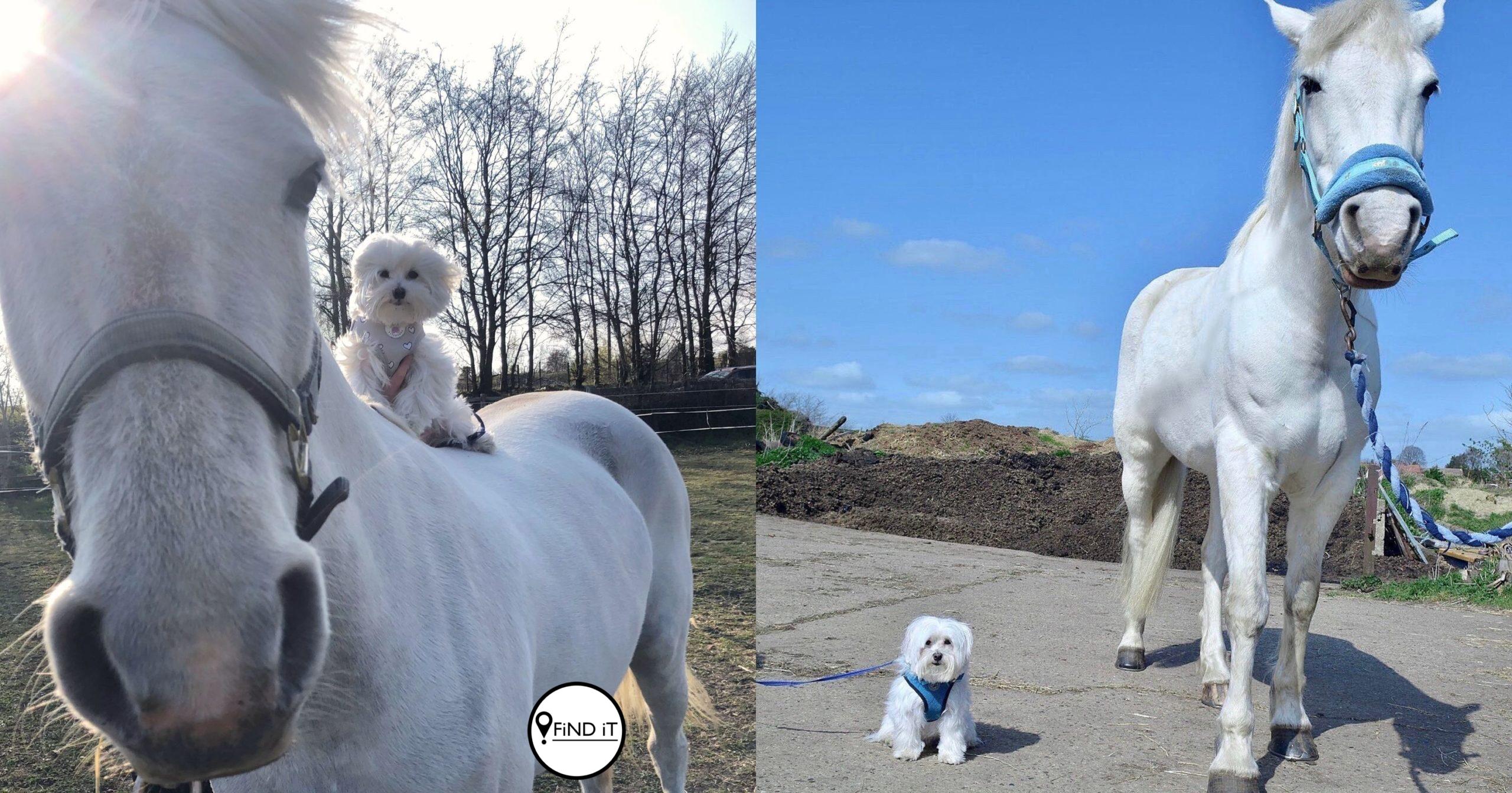 This horse and dog duo have struck up an unlikely friendship - adorable pooch rides on his horse best pal.
