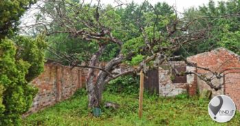 World's oldest Bramley apple tree planted in 1809 thriving