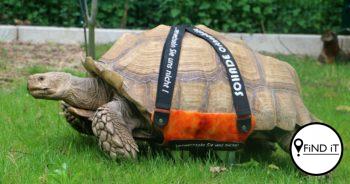 The 23-year-old tortoise's therapy consists of long training sessions on the roller board once a day. He also receives medicine.