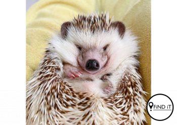This cute hedgehog called Mic Mic has his own Instagram page