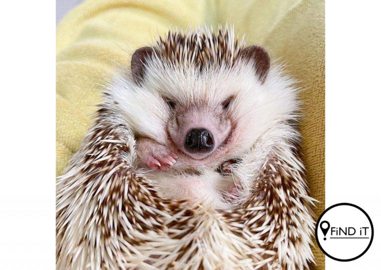 This cute hedgehog called Mic Mic has his own Instagram page