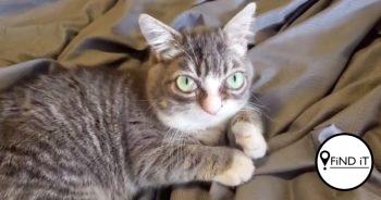 Nine-month-old Winky, from Kuna, Idaho, is a dwarf cat, meaning she is very low to the ground due to her short legs and only weighs three pounds.
