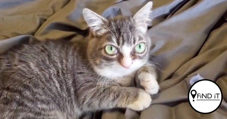 Nine-month-old Winky, from Kuna, Idaho, is a dwarf cat, meaning she is very low to the ground due to her short legs and only weighs three pounds.