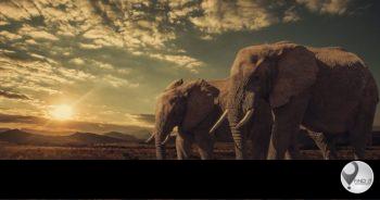 In addition, the elephants' iconic trumpet is produced by a blast of air which vibrates through the trunk.