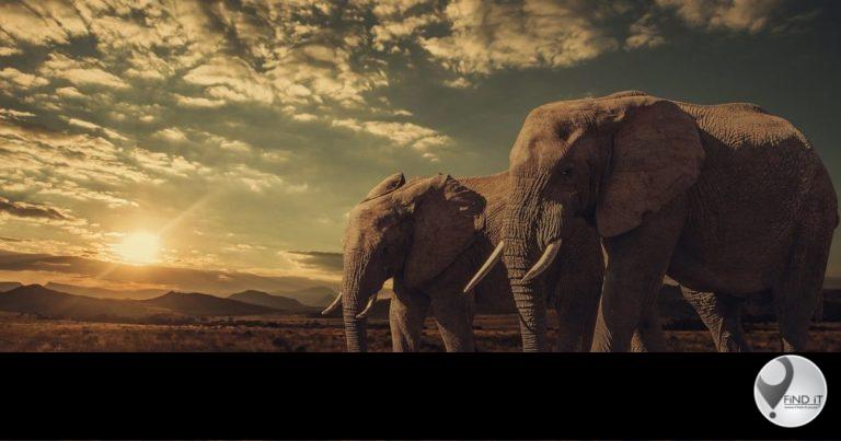 In addition, the elephants' iconic trumpet is produced by a blast of air which vibrates through the trunk.
