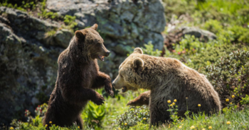 Loneliest bear, Jambolina, is no longer lonely after getting a boyfriend