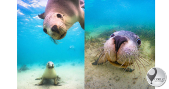 Sea lion photobombs photographer to check out own reflection