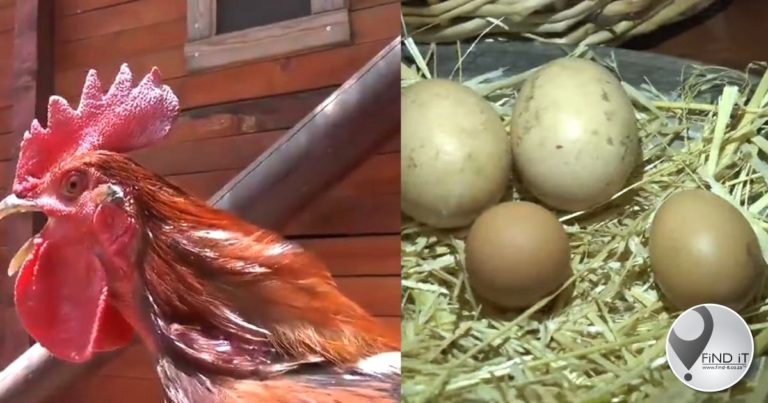 A Turkish farmer believes his rooster could be worth millions after discovering it had started laying eggs.