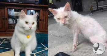 The stray cat was rescued in May 2020